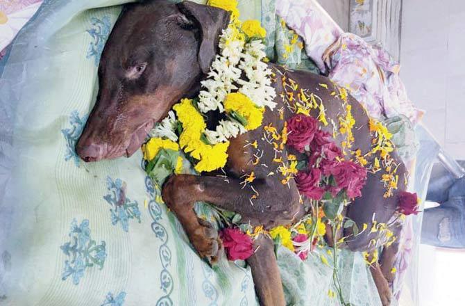 Tyson, the Doberman, was declared dead at the Bhayandar veterinary hospital