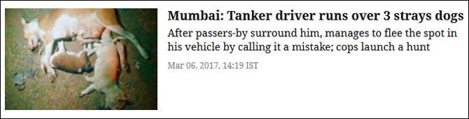 Mumbai: Tanker driver runs over 3 strays dogs