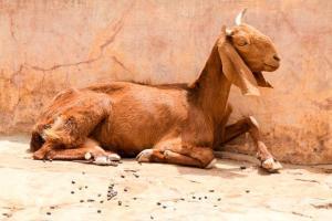 Woman accuses man of raping pregnant goat in drunken state
