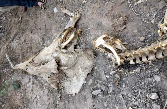 A Sambar deer that were caught in snares