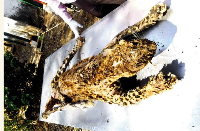 Carcasses of a leopard