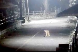 Mumbai: Video of leopard picking up stray dog goes viral