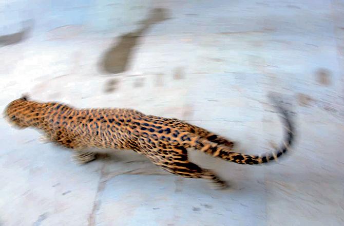 The leopard took refuge in a bungalow where Nashik Forest Department officials tranquilised him