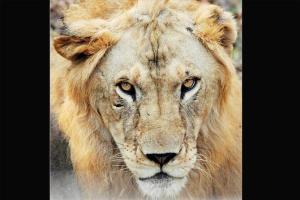 Mumbai: Byculla zoo wants a lion but has no giraffe to give in return