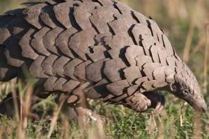 Two arrested in Thane with pangolin worth Rs 40 lakh