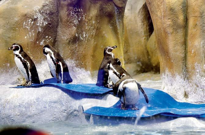 The BMC brought penguins to renew interest in the Byculla zoo, after which it started to get some visitors. File pi