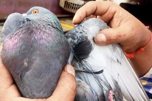 Mumbai: Western Railway shuts down for five minutes to rescue pigeon