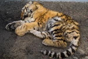 Half-eaten carcass of tiger cub found in Pench reserve