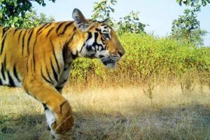Forest Department plans search operation to trap tigress Avni's cub