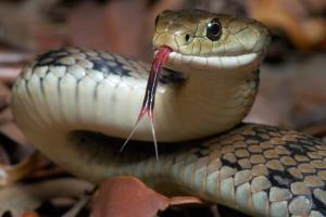 Python covered with over 500 ticks rescued in Australia