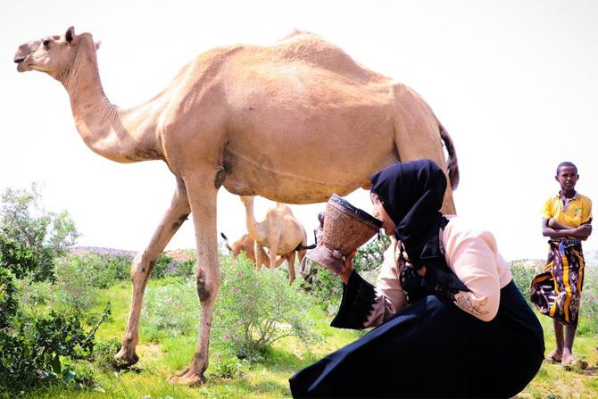 In pic: Hodan Nalayeh enjoys fresh camel from 'LaasCaanood', the land of milk. While sharing the pic, Hodan captioned it: There's no place like 