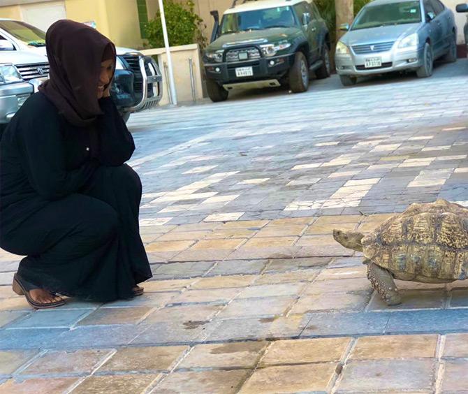Hodan Nalayeh seems to enjoy bonding with her new friend in Somalia. While sharing this picture with the tortoise, Hodan captioned: I became interested to learn more about endangered African Spurred Tortoise after my post. People say there are hundreds in the outskirts of Mogadishu, but Wikipedia does not even list Somalia as one of the countries they live.