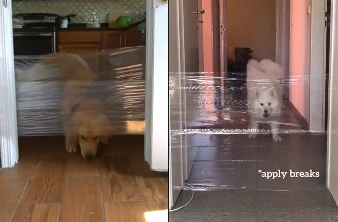 Have you seen the latest 'Invisible Challenge' which is paw-dorable!
After the #BottleCapChallenge, the newest challenge to arrive is the 'Invisible Challenge' and it has become a sensation overnight with Twitter flooded with the app users tweeting videos of their dogs while they put transparent cellophane sheets in front of them. The 'Invisible Challenge' involves dogs trying to cross over invisible cellophane sheets. The viral video shows the owners of the dogs running towards the sheet and then jumping over them as the dogs try to follow and replicate it. The confusion and the astonishment that is seen on the faces of these dogs is winning hearts online.