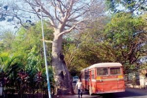 Mumbai: Support pours in against cutting 2,703 Aarey trees