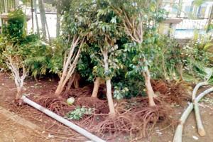 Thane society residents: Builder sent men to chop our garden!