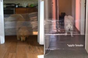 Have you seen the latest 'Invisible Challenge' which is paw-dorable!