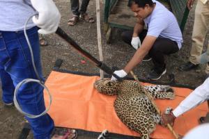 One-year-old male leopard found injured in Maharashtra's Sangamner