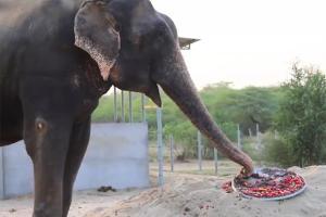 Watch video: Elephant celebrates freedom from captivity with cake!