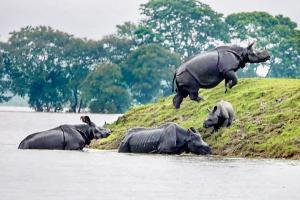 Assam floods kill 17, submerge 90 per cent of Kaziranga National Park