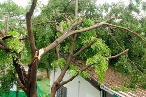 Mumbai: Machines to help South Mumbai tackle tree fall menace