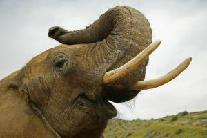 60-year-old woman killed in elephant attack in Jashpur