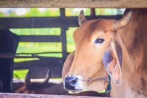 Kongaon police seizes 700 kg of beef from car
