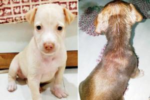 Painting pups: Verify pet adopter's credentials, say Mumbai activists