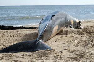 Mumbai: 40-feet-long whale carcass washes ashore in Palghar