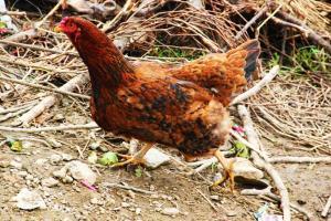 Chicken feathers help Thane police crack murder case!