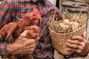 New initiative in India for safety of chicken stock and eggs