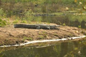 Crocodile spotted near river in Pune