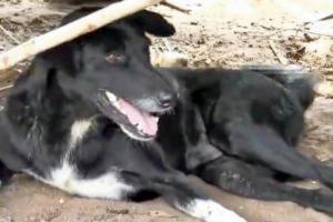 Stray dogs save dumped baby girl in Chandigarh