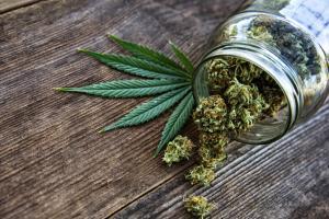 Over 900 kg of ganja seized; two arrested in Hyderabad