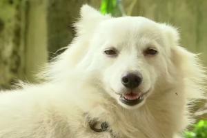 Pet dog abandoned for 'illicit relationship' with another dog
