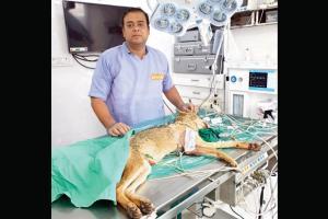 Jackal's broken leg fixed in a rare operation by Thane SPCA