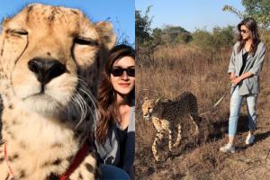 Kriti Sanon clicks pictures with cheetahs in Zambia, gets trolled