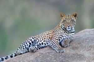 Pune: 3-year-old leopard found dead after accident