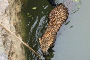 Pune: Two leopards rescued over the weekend