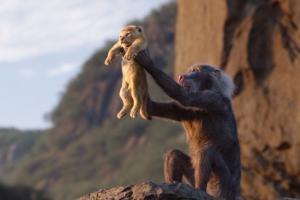 The Lion King roars at the box office, crosses Rs 100 crore mark