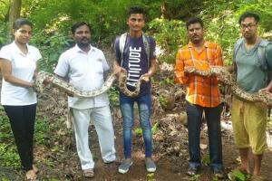 Mumbai: Indian rock pythons rescued from Mulund and Bhandup