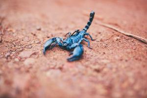 UP school chooses 'tantrik' over hospital for boy stung by scorpion