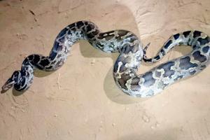 Python stuck in car engine, rescued