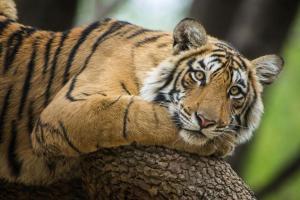 International Tiger Day: Why big cats are vital for balanced ecosystem