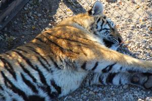 Tigress found dead in Uttar Pradesh's canal