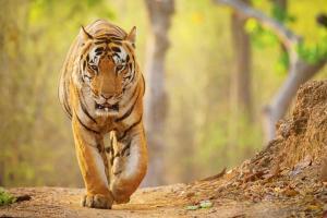 As India's tiger count touches 2,967, Maharashtra sees 40 percent rise