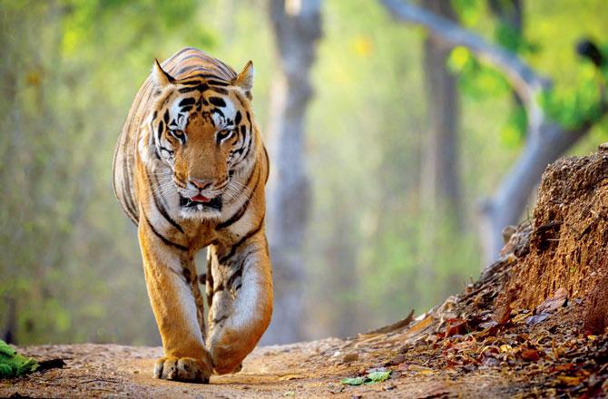 Has been actively working for tiger conservation. Pics/Randeep Hooda