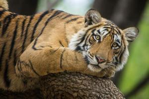 An eight year old girl was attacked by a tiger in Amravati 