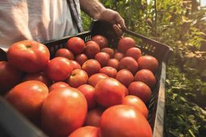 Tomato prices hit high in Delhi as monsoon disrupts supply 