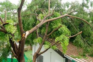 48-year-old disabled woman dies after tree branch falls on her head