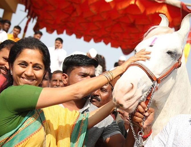 In pic: Supriya Sule pats a horse as she smiles while posing for the picture during the Agricultural Exhibition held in Indapur, Pune.